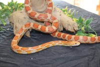 ultramel sp emory : Pantherophis guttatus guttatus ultramel